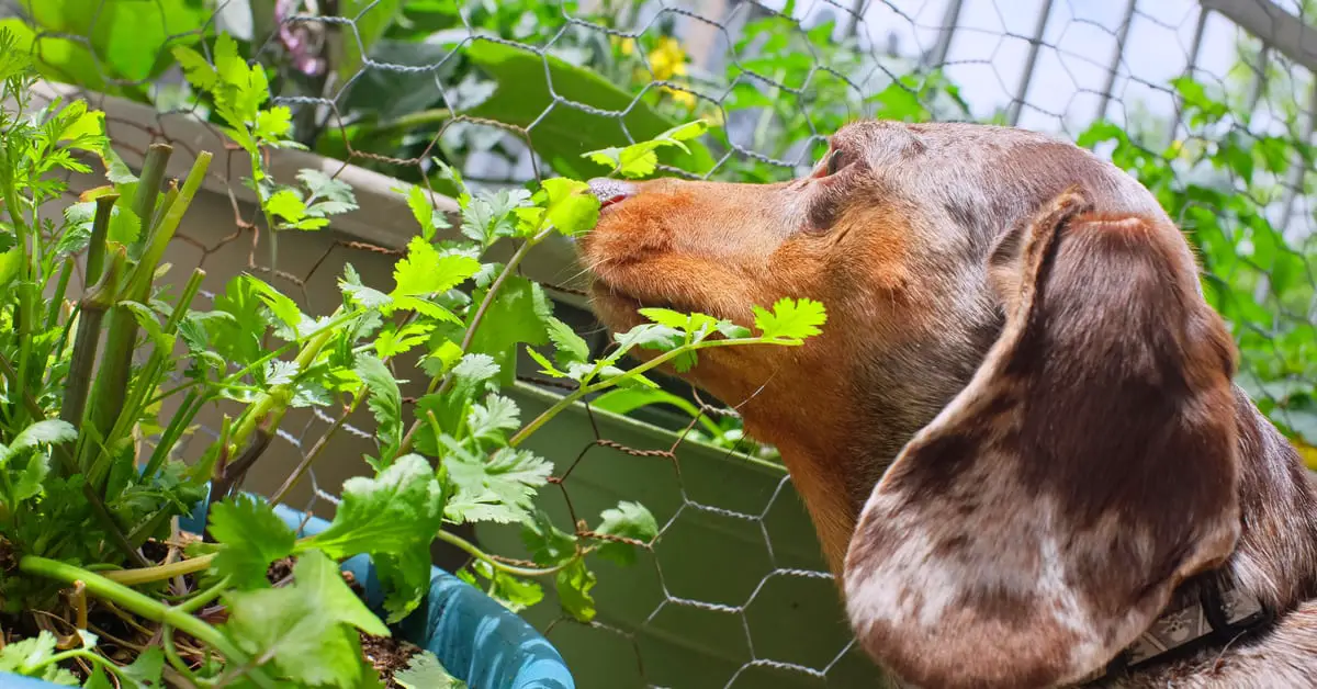 Can Dogs Eat Cilantro?