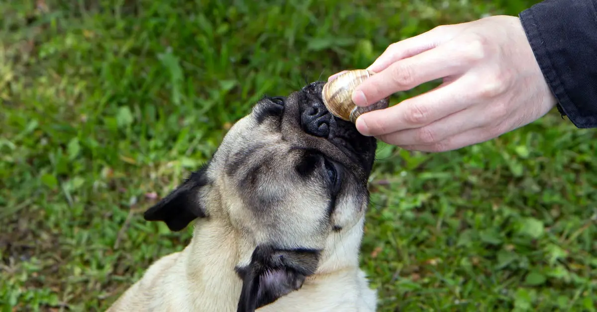 Can Dogs Eat Clams?