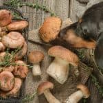Can Dogs Eat Cooked Mushrooms