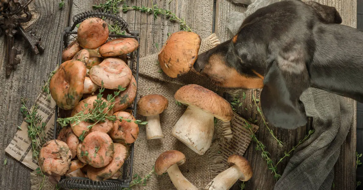 Can Dogs Eat Cooked Mushrooms