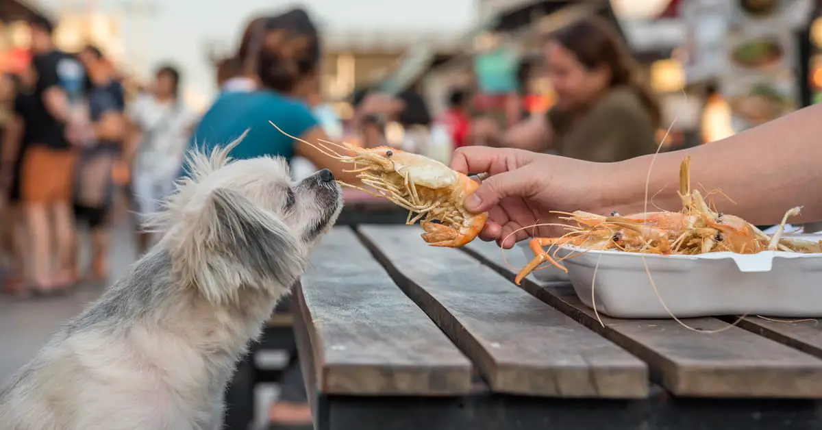 Can Dogs Eat Cooked Shrimp