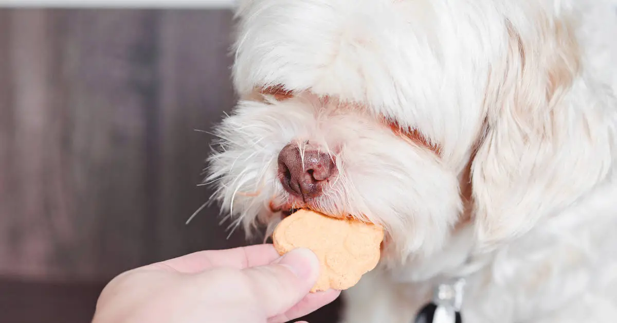 Can Dogs Eat Crackers?