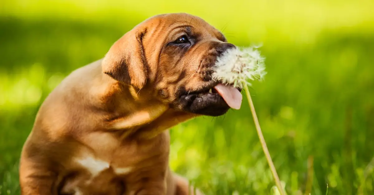 Can Dogs Eat Dandelions?