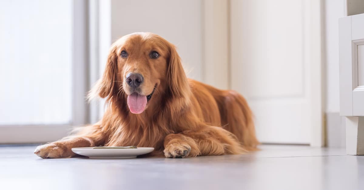 Can Dogs Eat Dates?