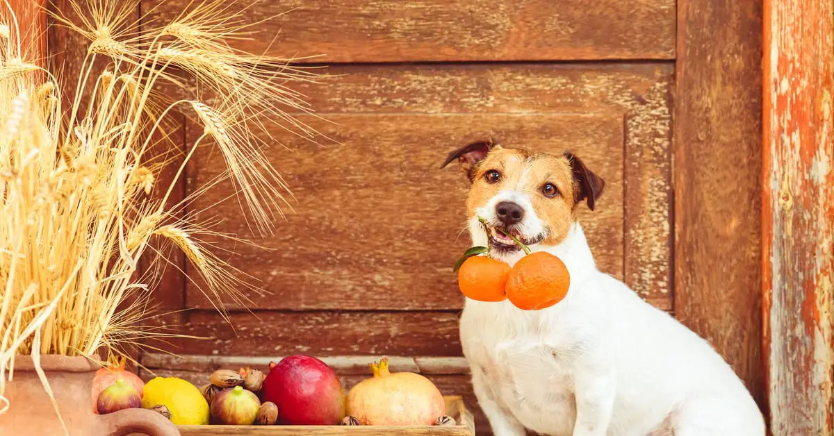 Can Dogs Eat Figs?