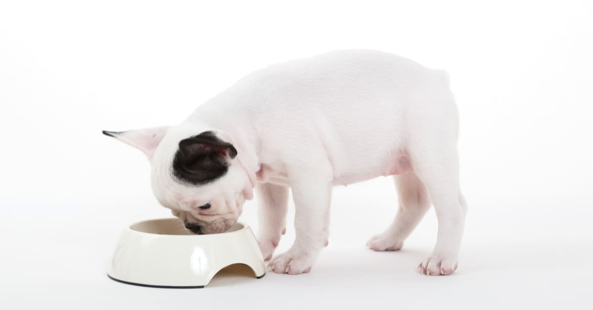 Can Dogs Eat Garbanzo Beans 
