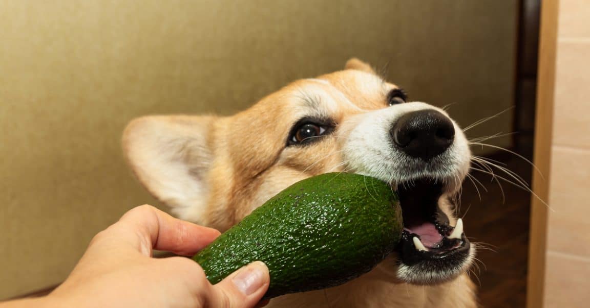 Can Dogs Eat Guacamole? Dog Blog