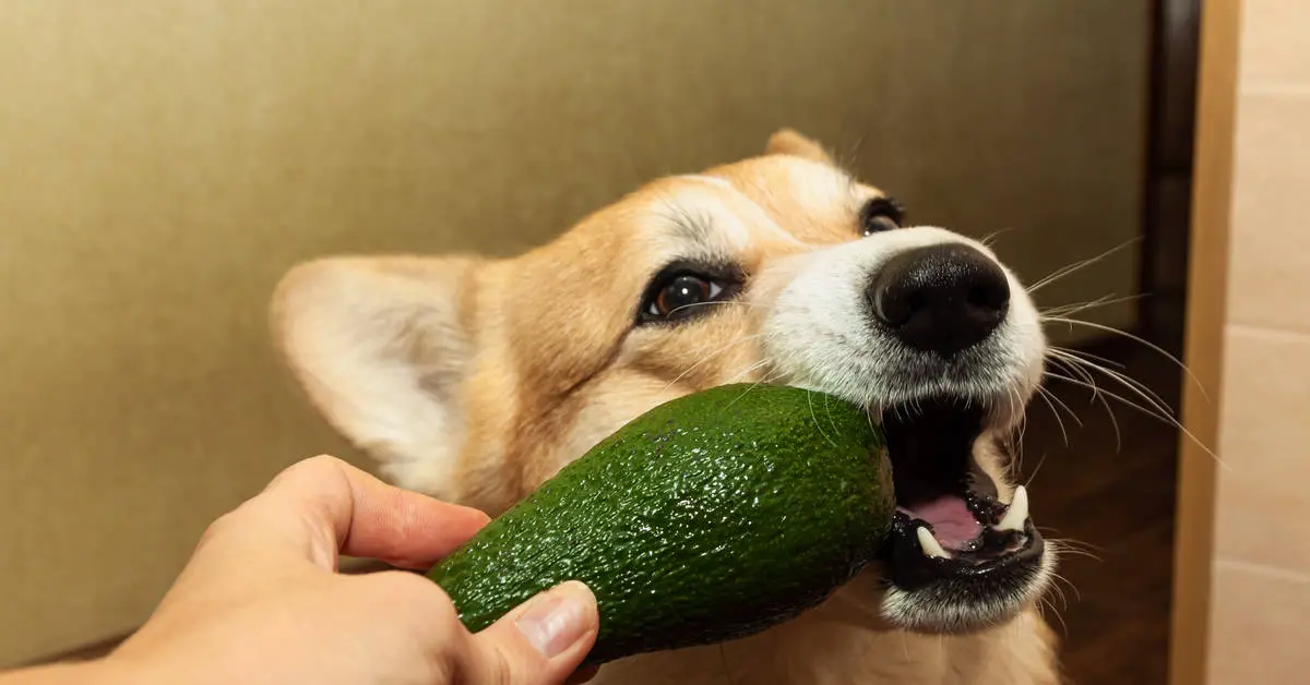 Can Dogs Eat Guacamole_