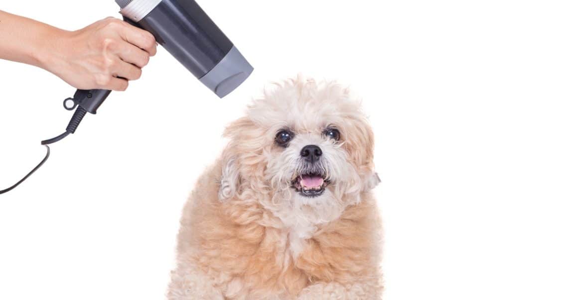 Can You Blow Dry A Dog? Dog Blog