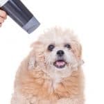 Can You Blow Dry A Dog?