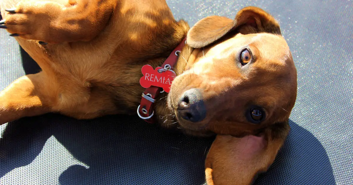 Can You Change A Dog’s Name?