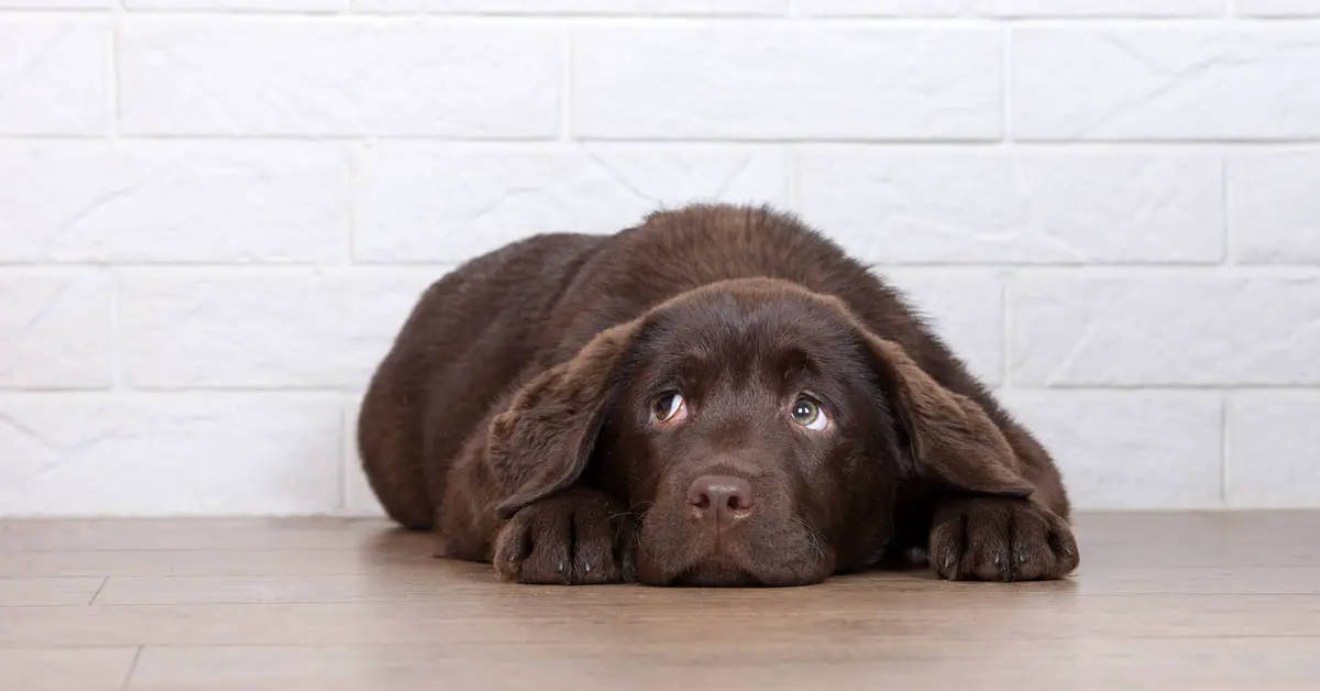Do Dogs Feel Guilt?