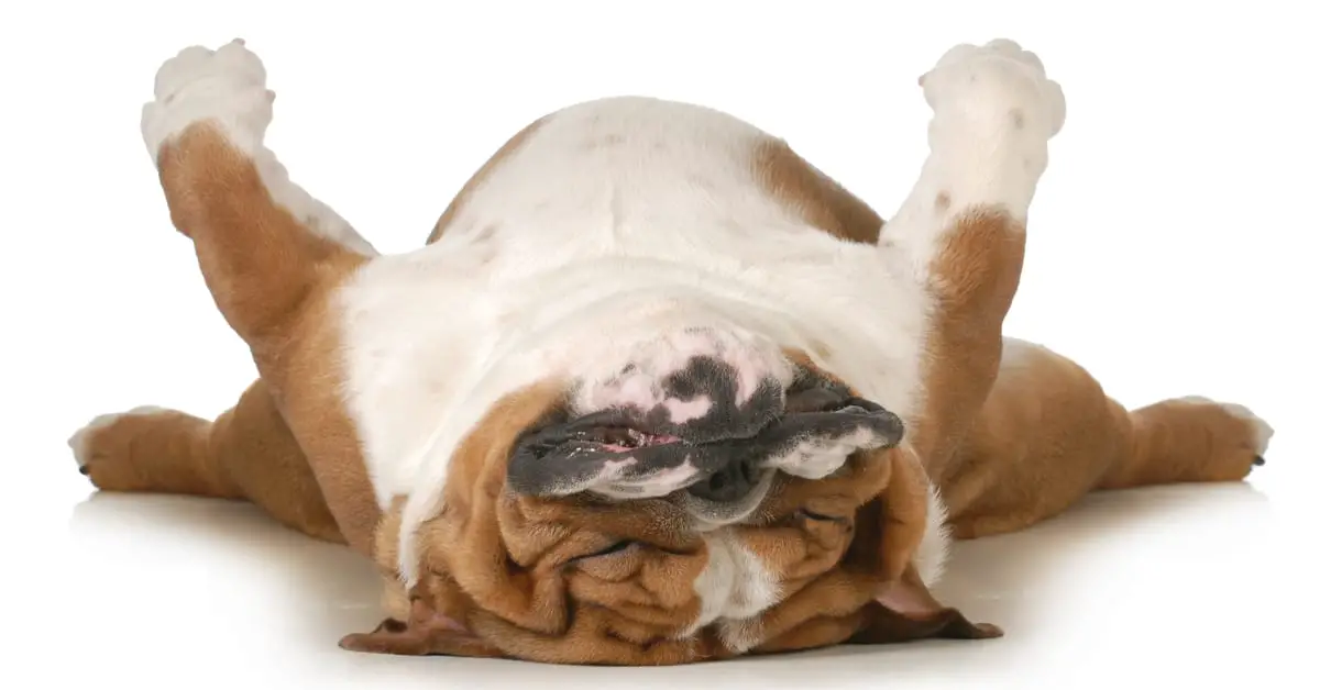 Do Dogs Have Bad Dreams?