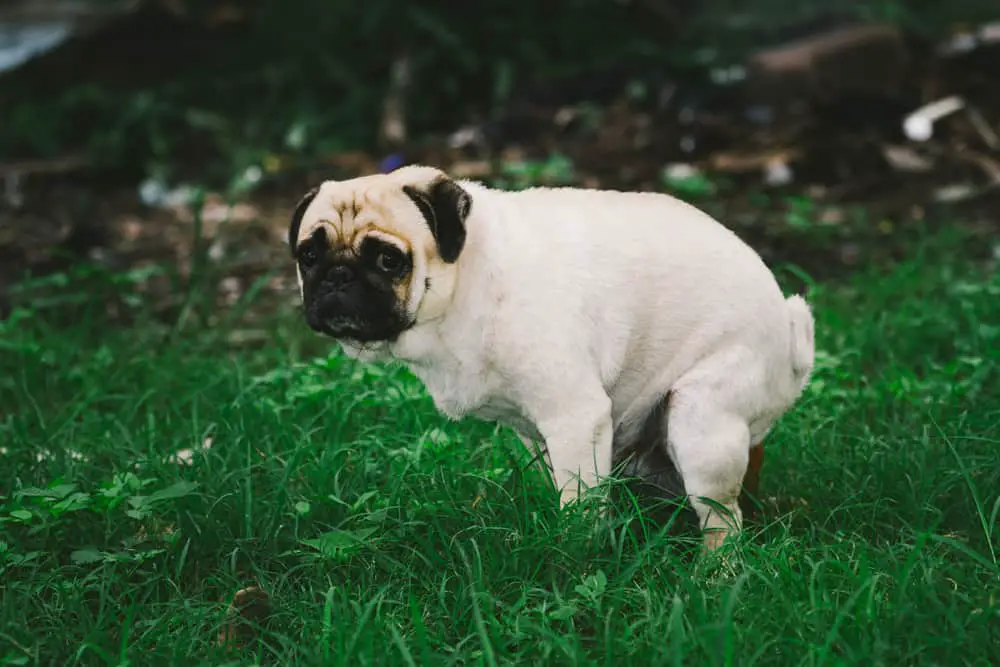 Do dogs get embarrassed when they poop