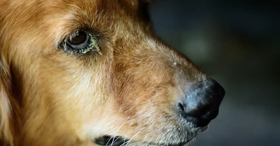How To Clean Dog Eyes Crust? Dog Blog