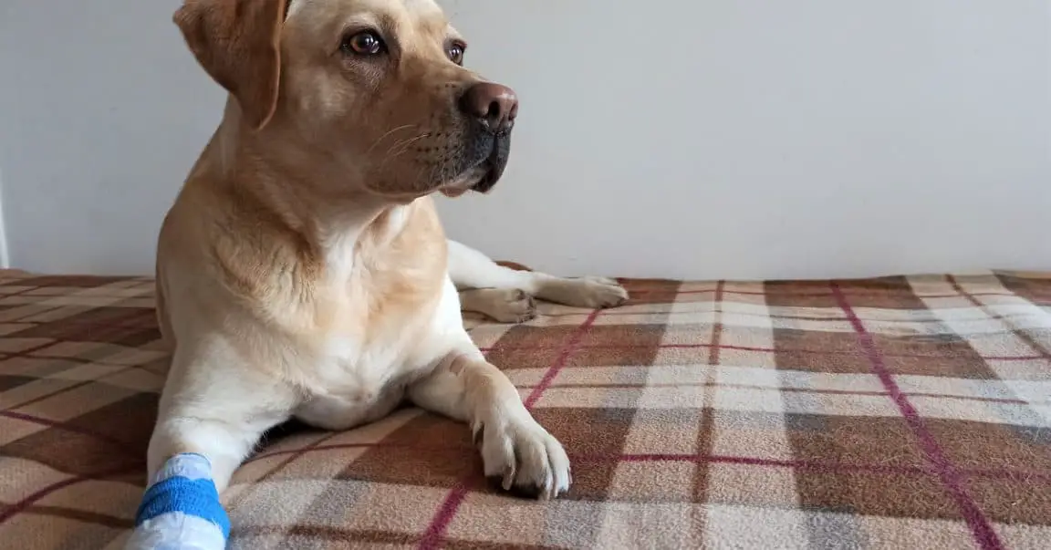 How To Wrap A Dog’s Paw Dog Blog