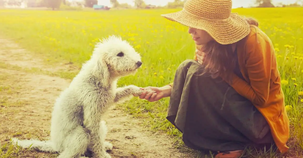 What Should You Do When You Meet A Dog For The First Time? Dog Blog