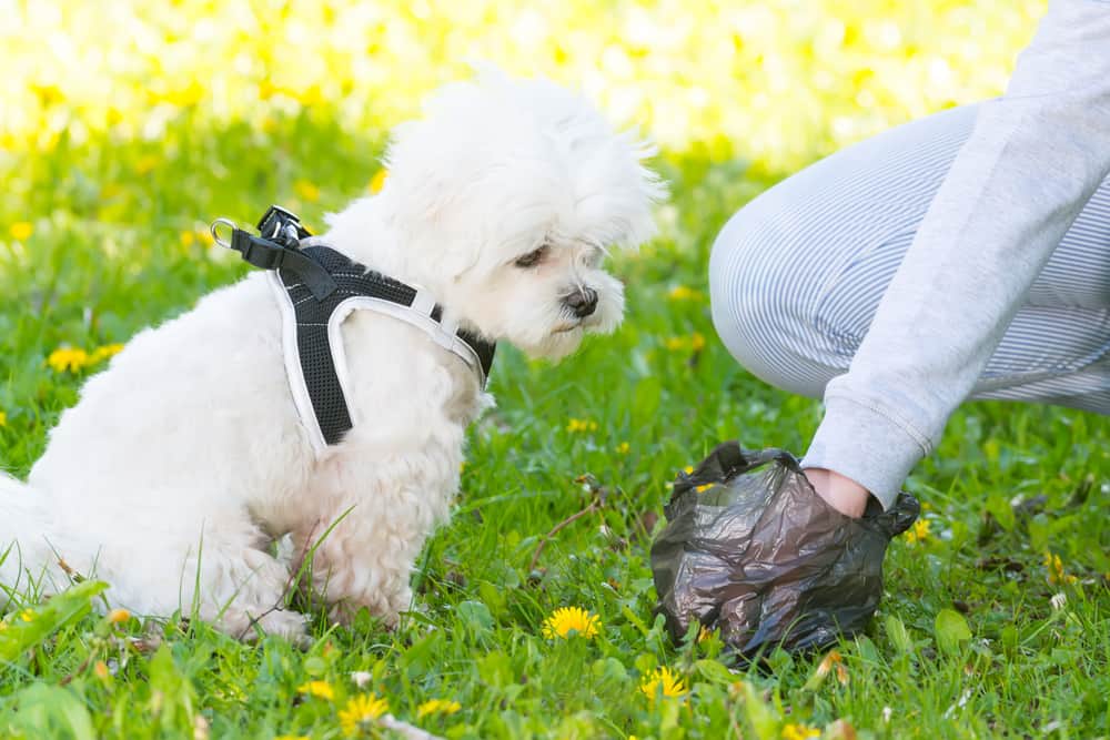 What do dogs think when we pick up their poop
