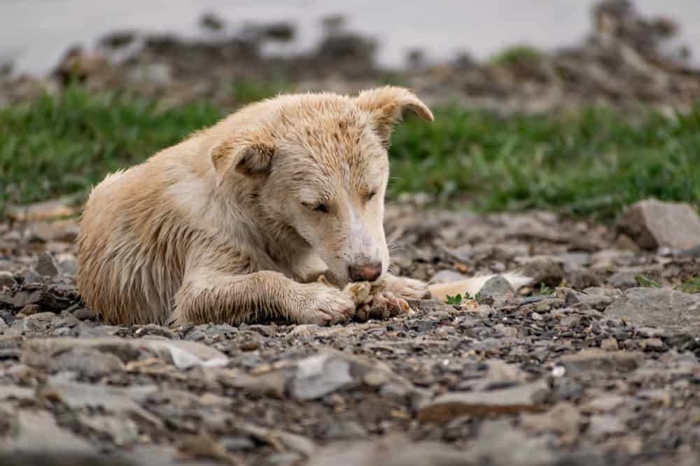 What happens when dogs eat rocks