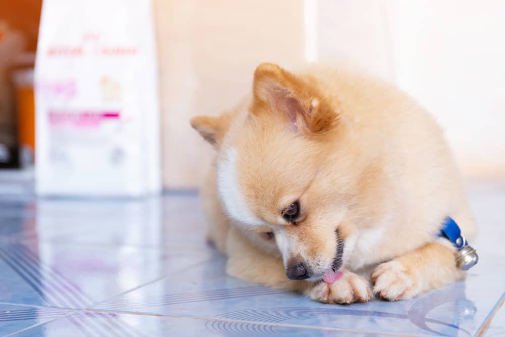 What is My Dog Trying to Warn Me About When They Lick Their Paws 