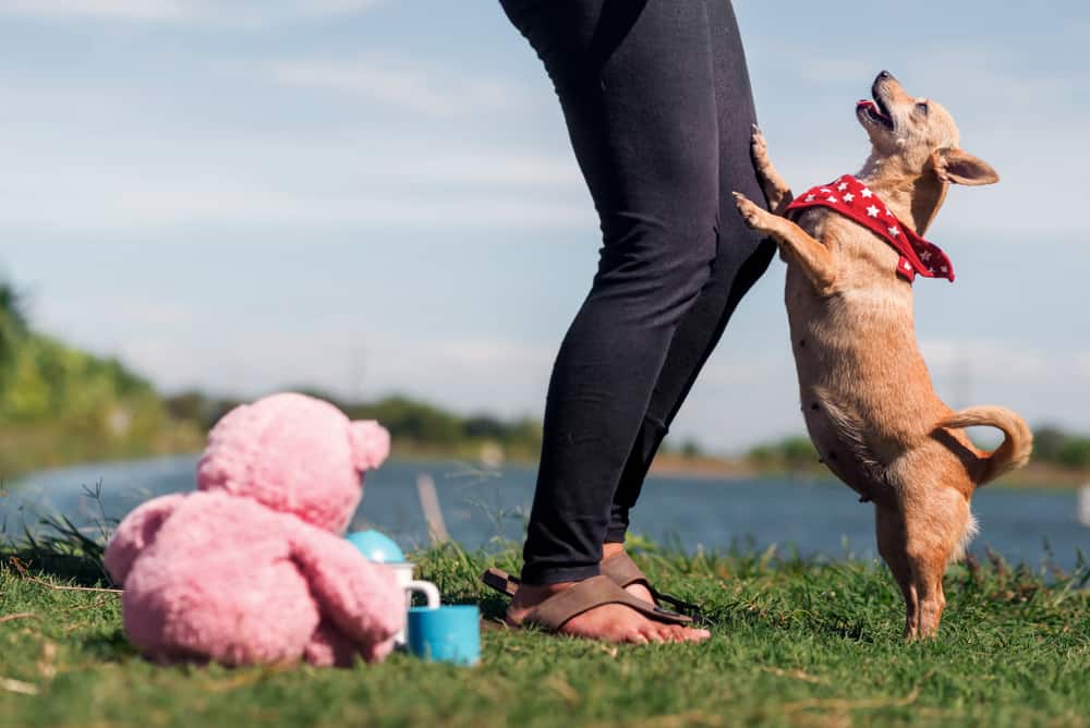 What to do when dogs jump on you