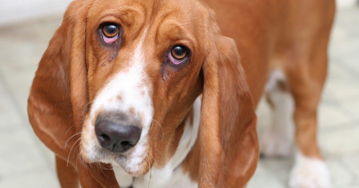 Why Are My Dogs Eyes Red Dog Blog