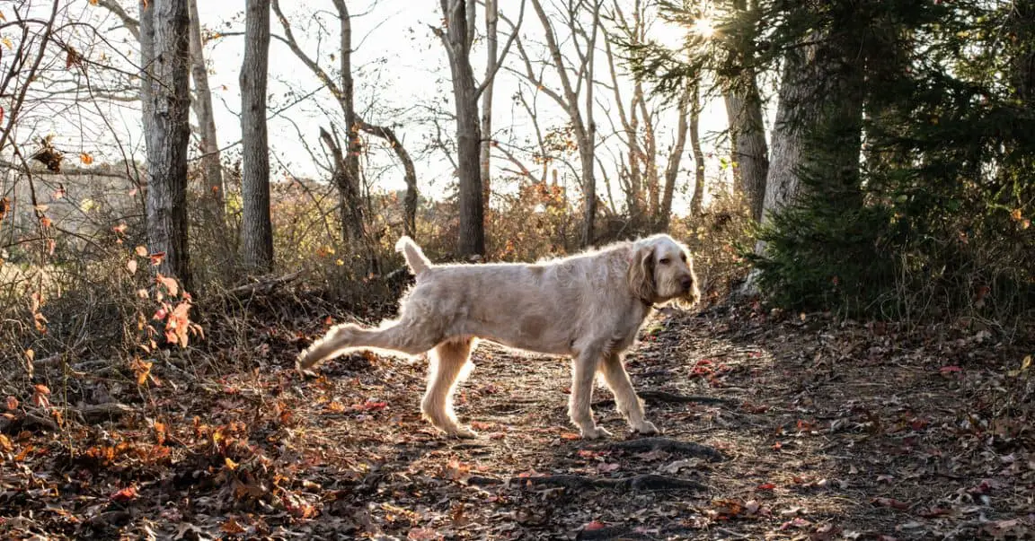 Why Do Dogs Kick Their Back Legs? Dog Blog