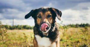 Why Do Dogs Lick the Air_