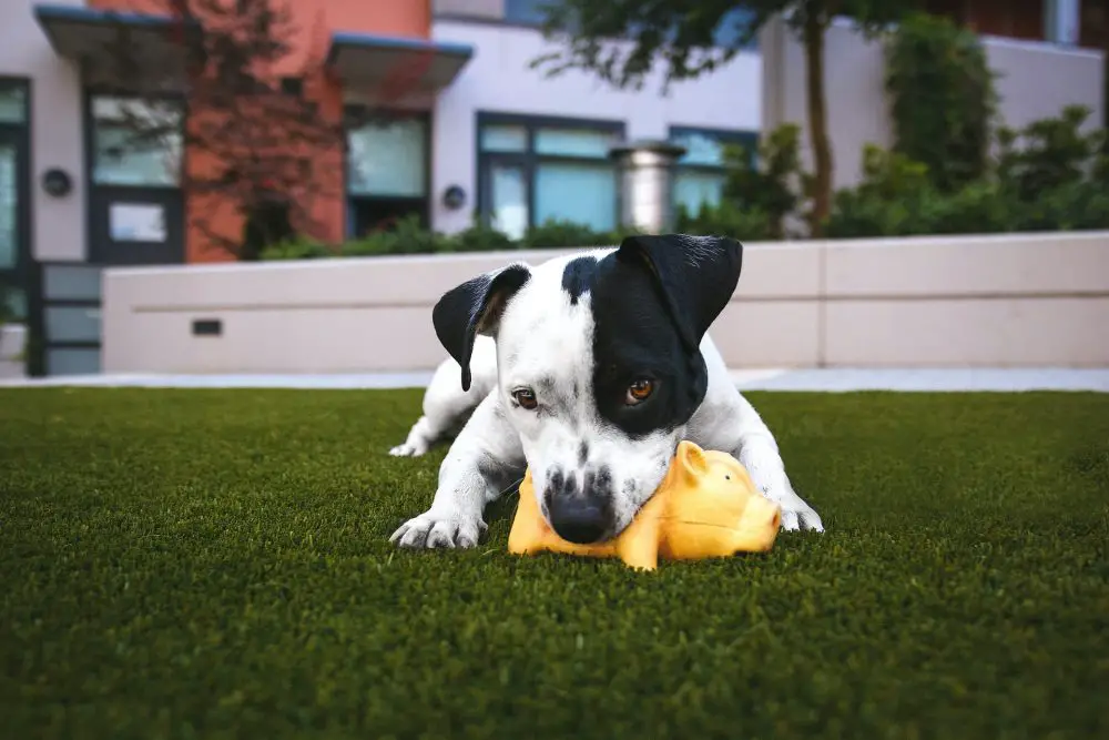 Why Do Dogs Like Squeaky Toys?