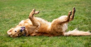 Why Do Dogs Roll In Grass?