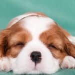 Why do dogs bark in their sleep