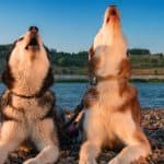 Why do dogs howl when they hear sirens