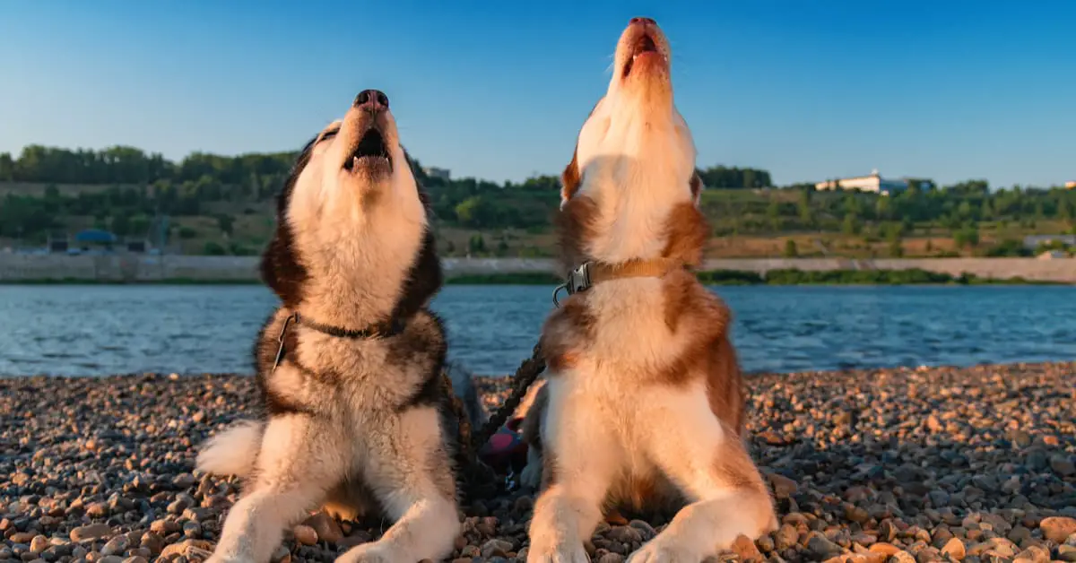 Why do dogs howl when they hear music