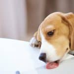 Why do dogs lick furniture