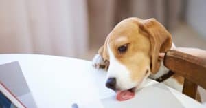 Why do dogs lick furniture