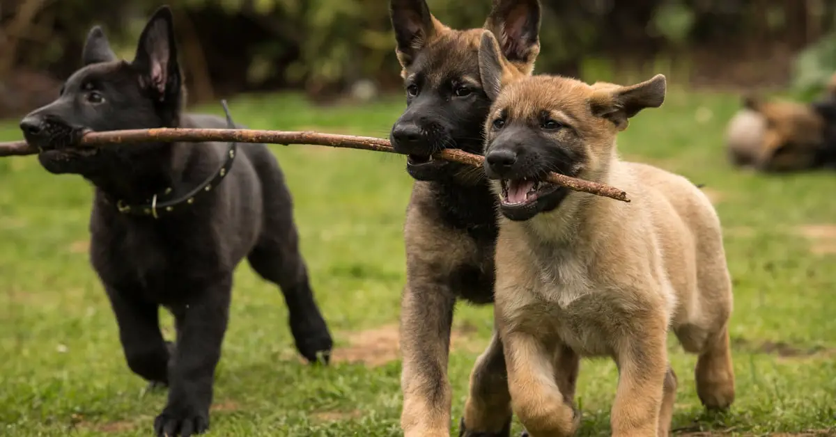 Why do dogs like sticks