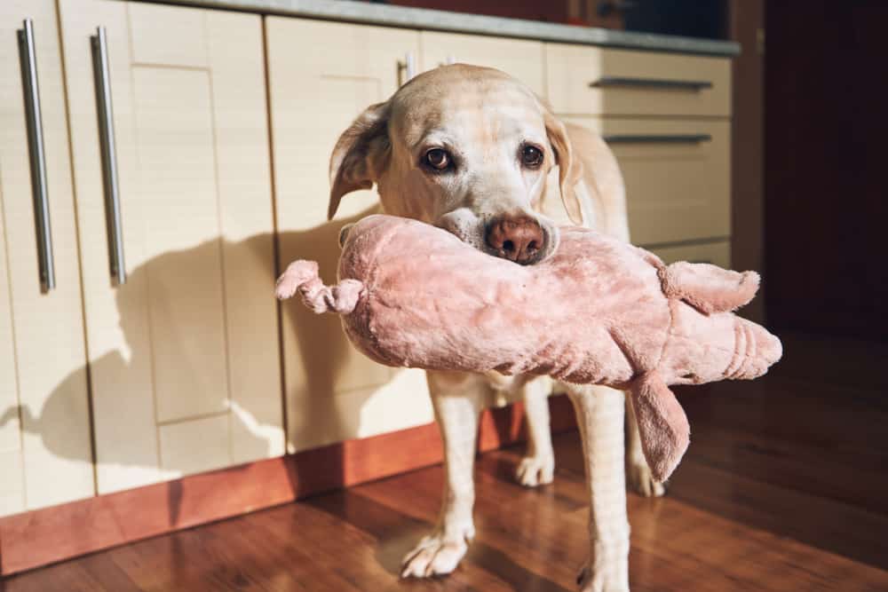 Why do dogs love stuffed animals