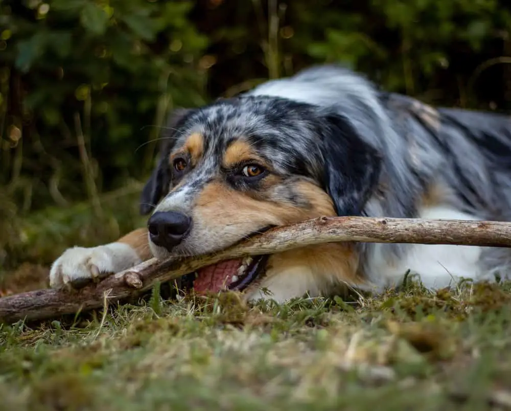 Why is my dog obsessed with eating sticks