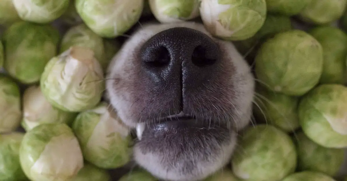 can dogs eat brussel sprouts