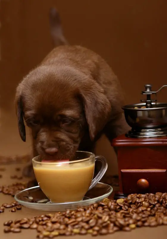 Can Dogs Drink Coffee?