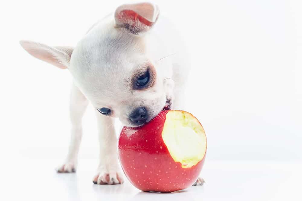 puppies eating apple