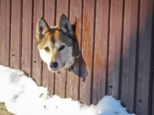 curious dog fence