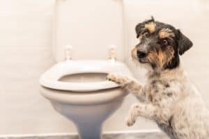 dog at toilet