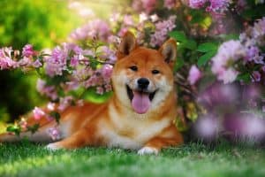 dog in flowers