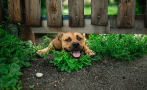 dog looking under fence