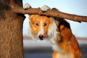 dog on tree