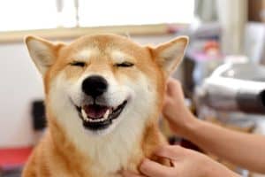 shiba inu smiling