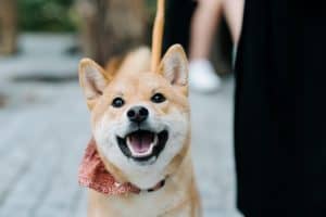 shiba inu smile