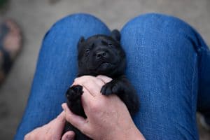 teddy bear dog