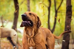 dog and leaves